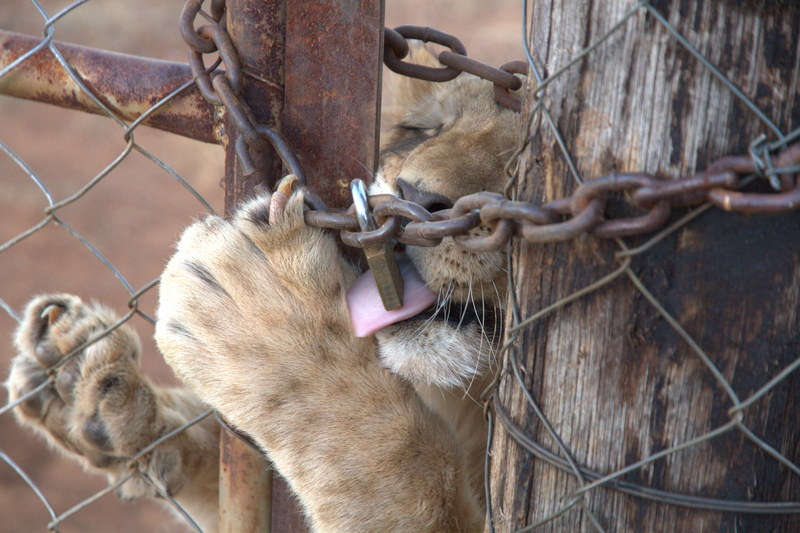 Pippa Hankinson / Leões de Sangue. Filhote de leão costumava proporcionar aos turistas experiências de segurar, acariciar, dar mamadeira e caminhar. 