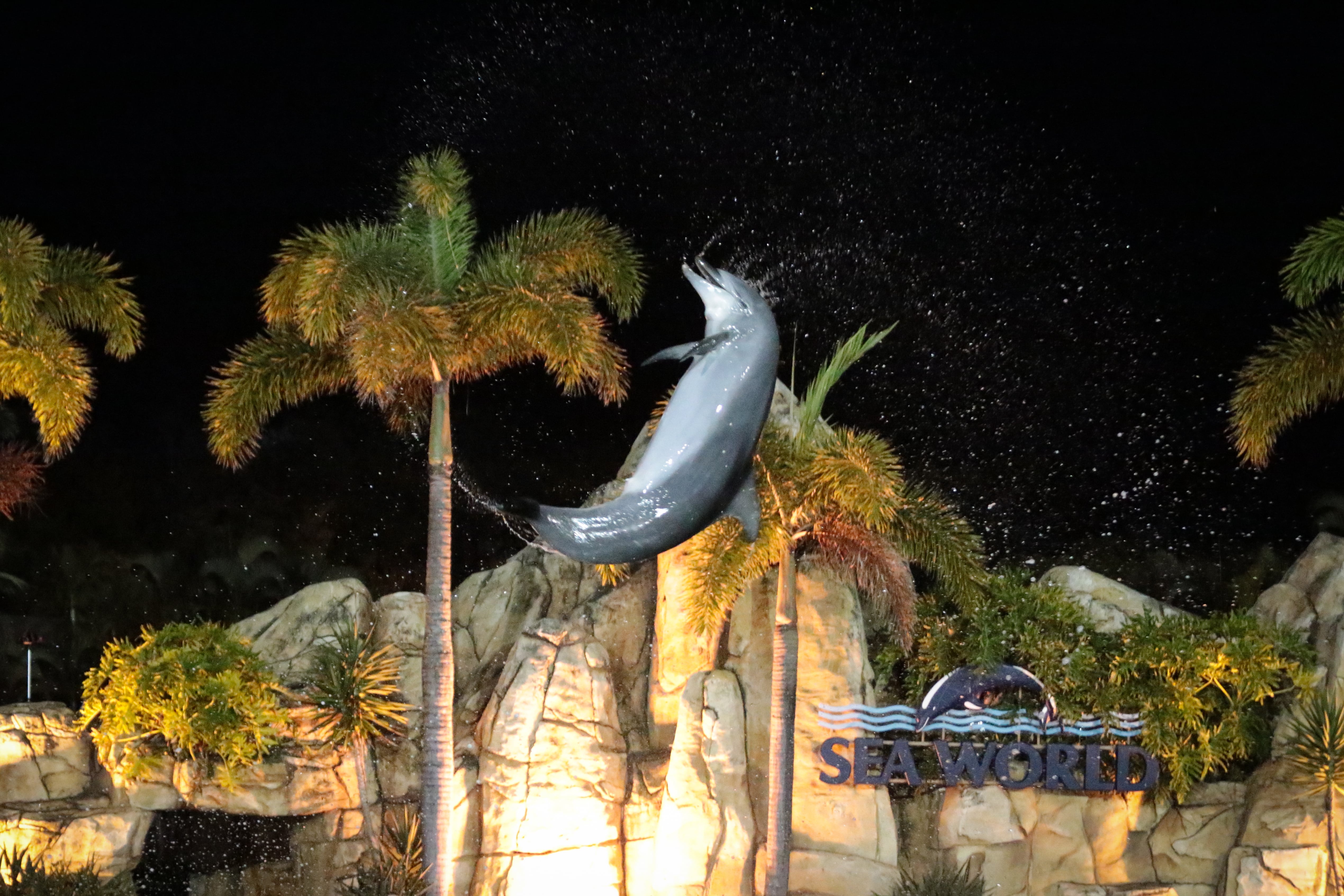 Um golfinho em cativeiro se apresentando no Sea World Spooky Nights, descrito como “uma noite espetacular para toda a família com o parque transformado por meio de cores, imagens e sons”. 