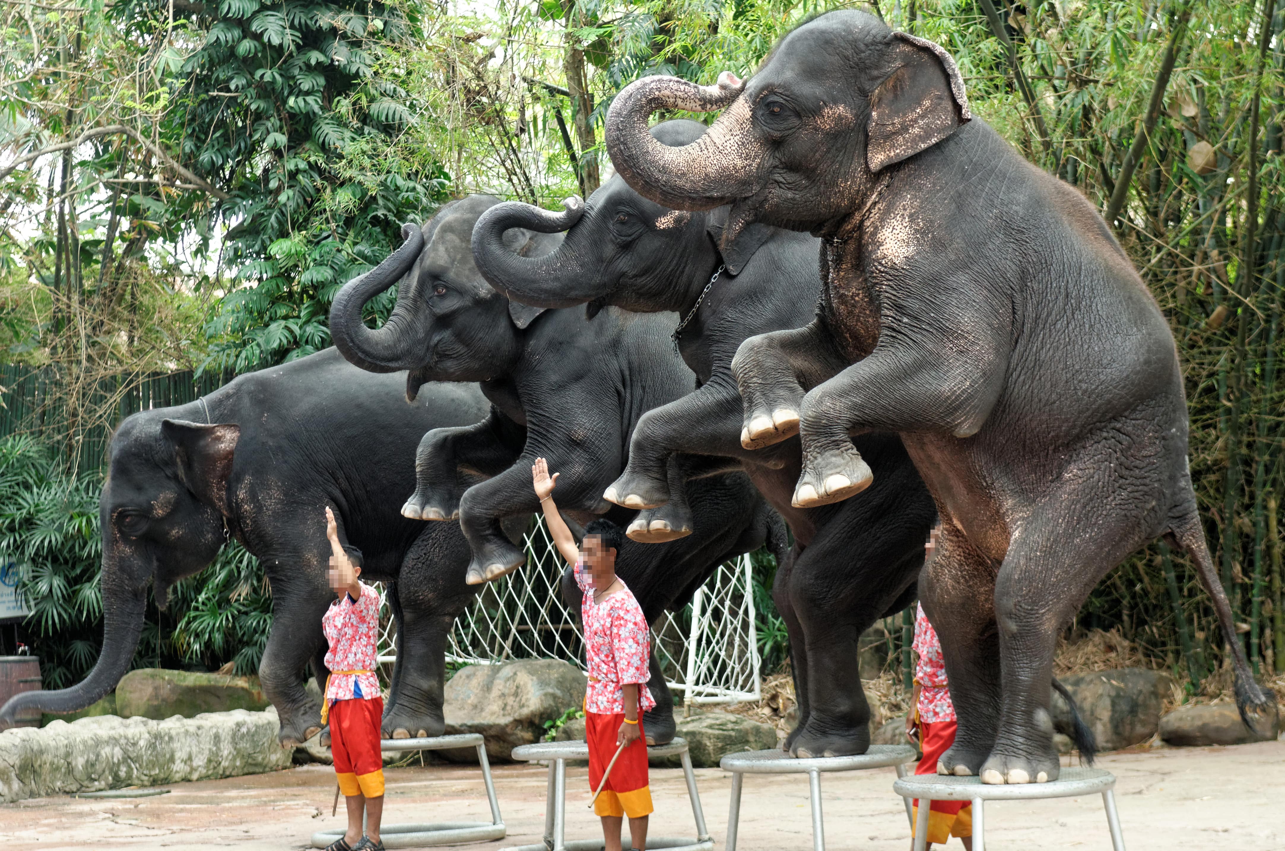 Elefantes se apresentando em uma atração turística tailandesa. 