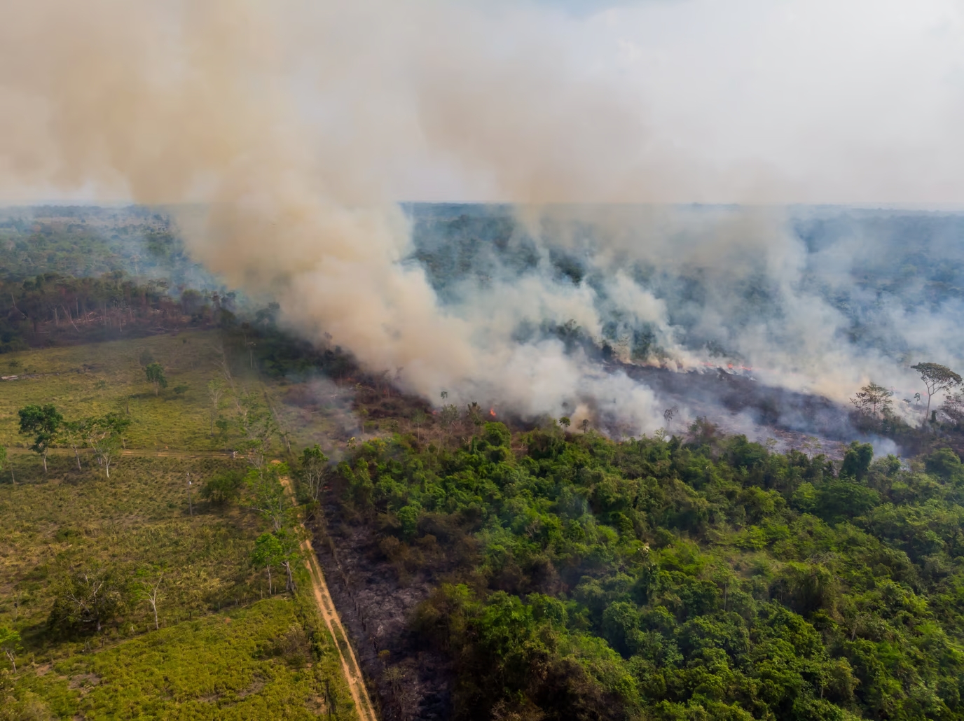 agropecuária: imagem de uma floresta em chamas