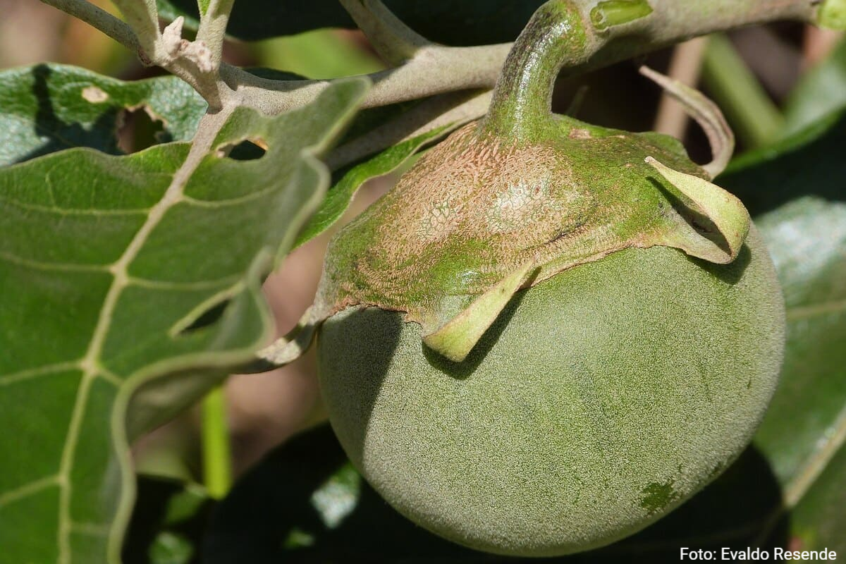 Fruto da lobeira (Solanum lycocarpum)