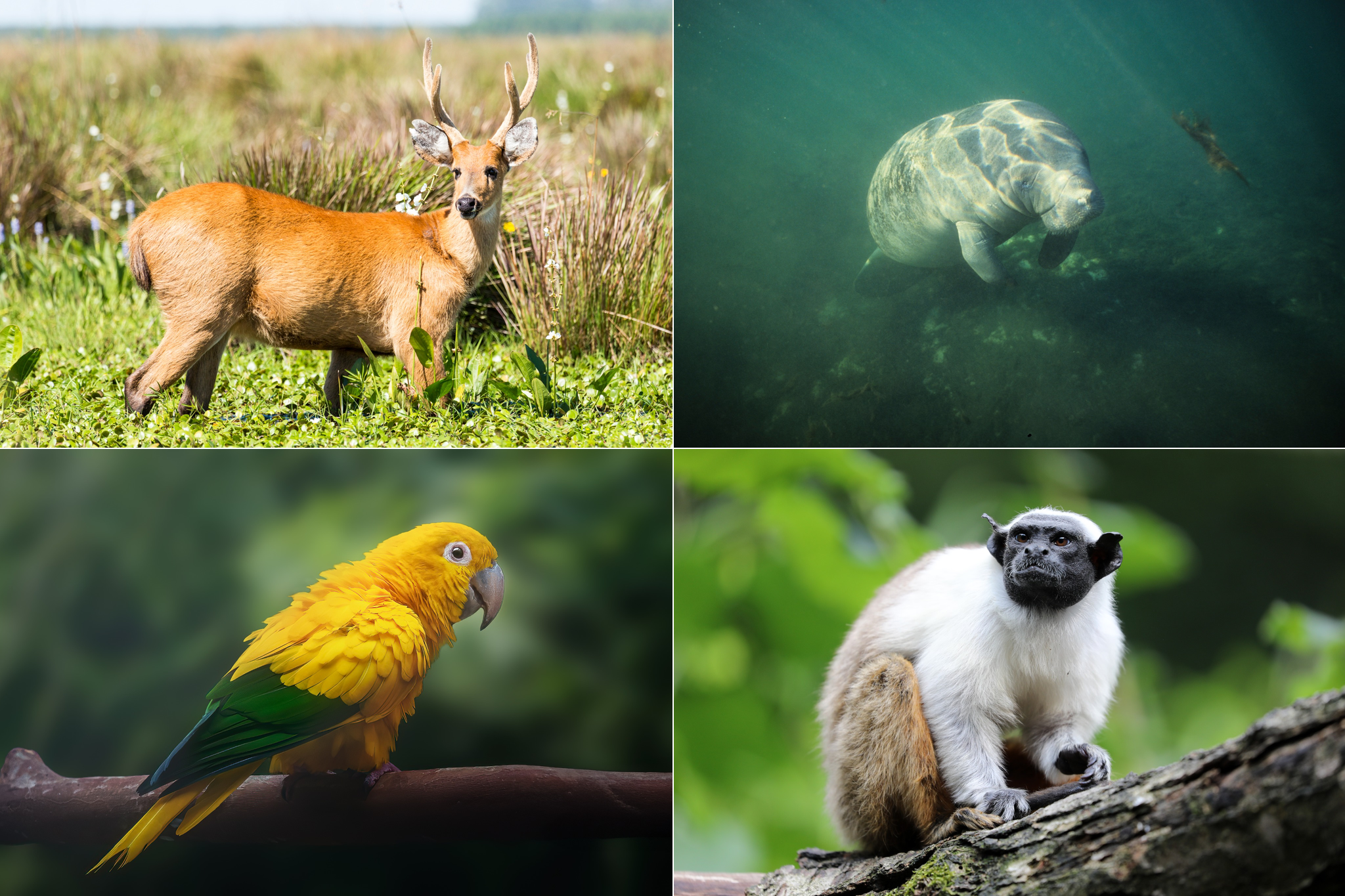 Cervo-do-pantanal, Peixe-boi-amazônico, Guaruba e Sauim-de-coleira