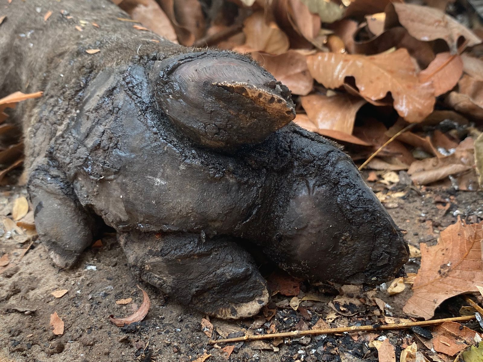 Zoom na pata da anta Valente, que sofreu queimaduras graves ao tentar fugir das queimadas