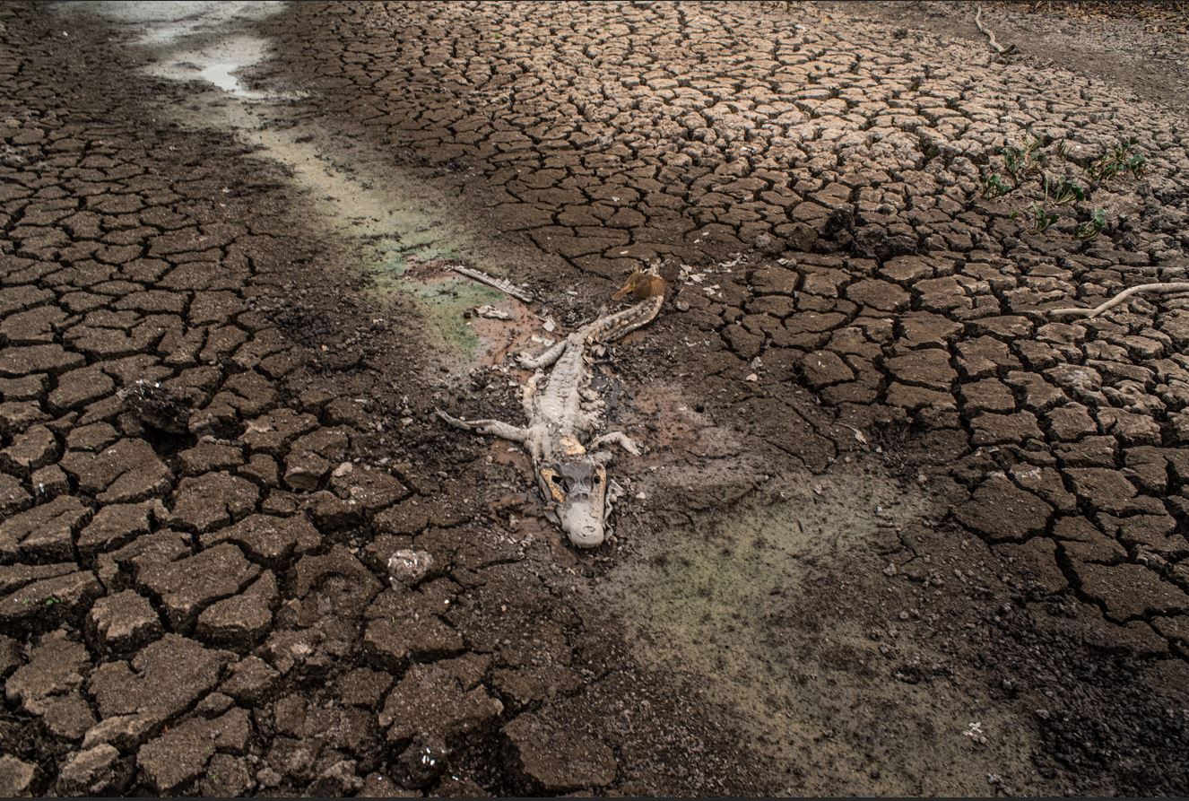 Imagem de um jacaré morto no meio da vegetação queimada pelos incêndios no pantanal