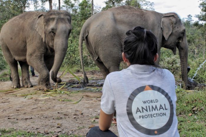 Estamos há mais de 70 anos lutando pela proteção animal em ,mais de 50 países.